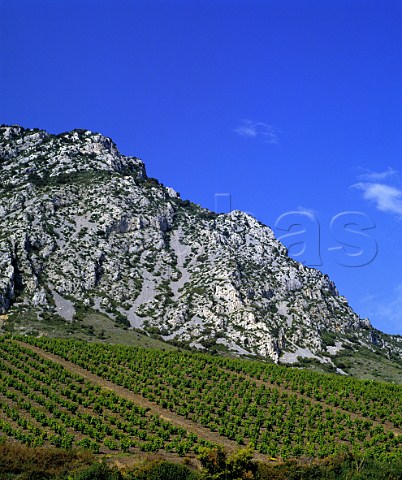 Vineyard above the village of Maury   PyreneesOrientales France   VDN Maury  Ctes du RoussillonVillages