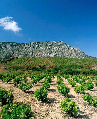 Vineyards above the village of Maury   PyrnesOrientales France   Maury VDN  Ctes du RoussillonVillages