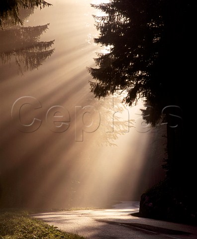 Sunrays through morning mist in the Monts Jura Near Mijous Ain France  Parc Naturel Rgional Du Haut Jura