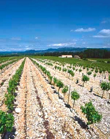 Vineyards of Chateau de Capion which ajoin those ofMas de Daumas Gassac near Aniane Herault Inaddition to traditional varieties for their Coteauxdu Languedoc they grow amongst    PTO othersCabernet Sauvignon Merlot Chardonnay Viognier andMarsanne These are sold as Vin de Pays dOc