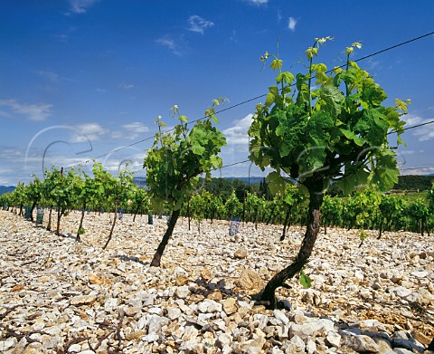 Vineyard of Chateau Capion in addition to traditional varieties for Coteaux du Languedoc they grow amongst others Cabernet Sauvignon Merlot Chardonnay Viognier and Marsanne Aniane Hrault France