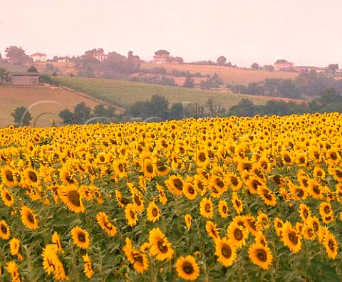 Sunflowers and vineyards at Cunac near Albi Tarn   France   Ctes du Tarn
