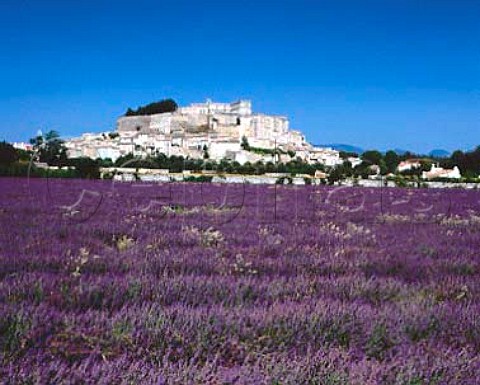 Field of lavender below town of Grignan Drome