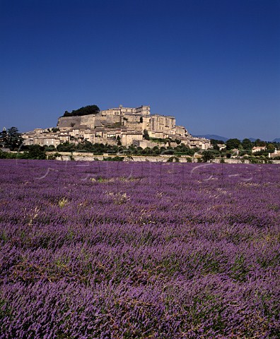Field of lavender below town and chteau of Grignan Drme France  Coteaux du Tricastin