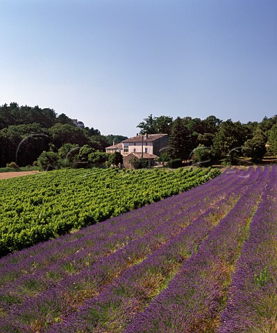 Farmhouse viewed over lavender field and vineyard Grignan Drme France   Coteaux du Tricastin