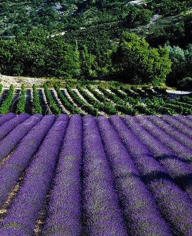 Lavender and vineyard near Curnier in the region    known as Les Baronnies in the southern Drme France   Coteaux des Baronnies
