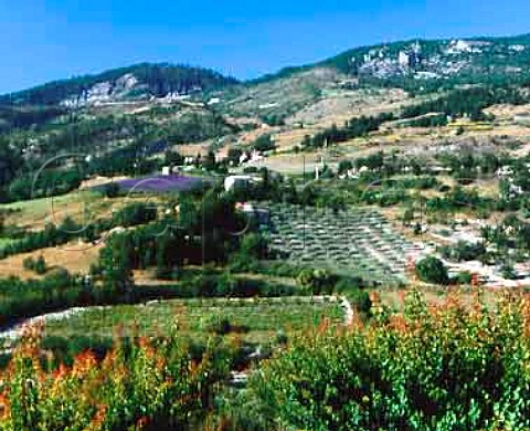 Lavender olive grove vineyard and apricot trees   near Arpavon in the area known as Les Baronnies in   the southern Drome  Coteaux des Baronnies