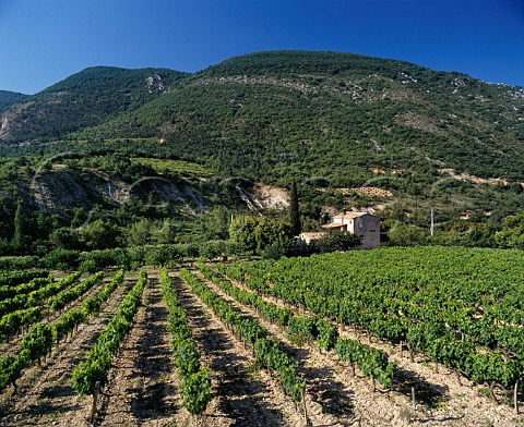 Vineyard in the Ouvze Valley east of BuislesBaronnies Drme France Coteaux des Baronnies