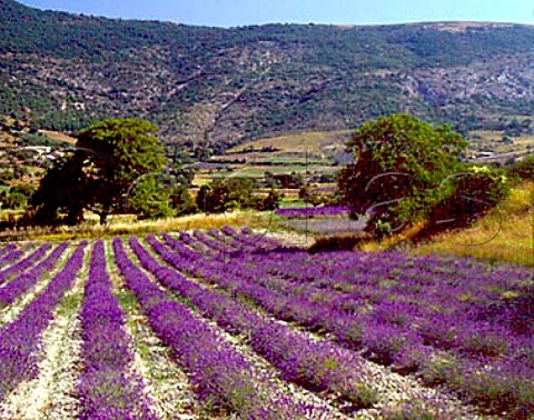 Lavender field near La RochetteduBuis in the area   known as Les Baronnies in the southern Drme   France RhneAlpes