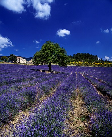 Lavender field and farmhouse near Aurel   Vaucluse France