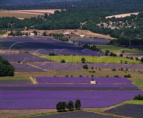 Fields of lavender near Sault Vaucluse France