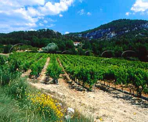 Grenache vines on splitcanopy trellis   near Venasque Vaucluse France   Ctes du Ventoux