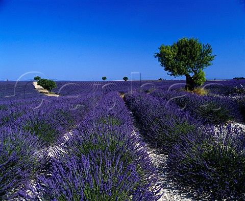 Field of lavender near Valensole AlpesdeHauteProvence France