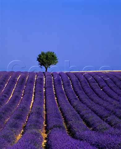 Field of lavender with single tree   Valensole AlpesdeHauteProvence France