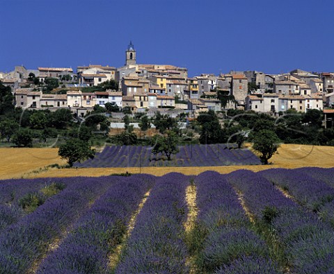 Fields of lavender below the town of Puimoisson   AlpesdeHauteProvence France