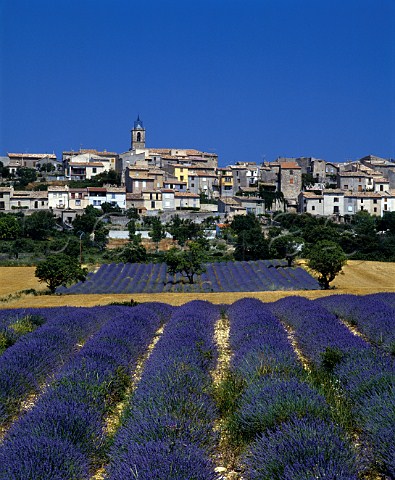 Fields of lavender below the town of Puimoisson   AlpesdeHauteProvence France