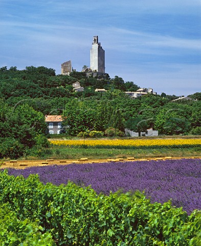 Vineyard lavender and sunflowers below the chteau at Chamaret Drme France     Coteaux du Tricastin
