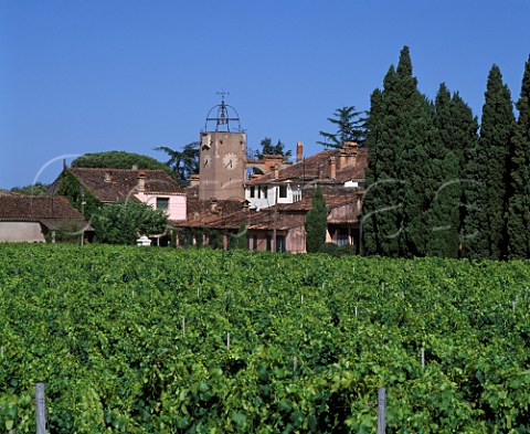 Vineyard at Chteau StMaur Cogolin Var France     Ctes de Provence