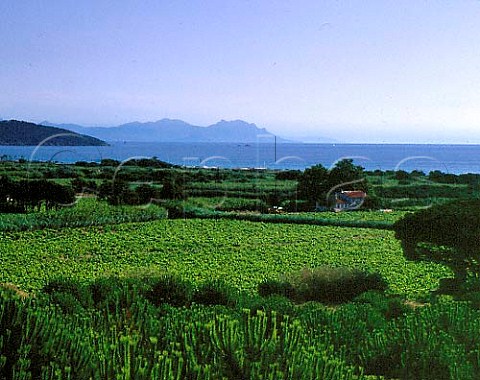 Vineyards by the sea at Ramatuelle on the StTropez   Peninsula Var France   Ctes de Provence