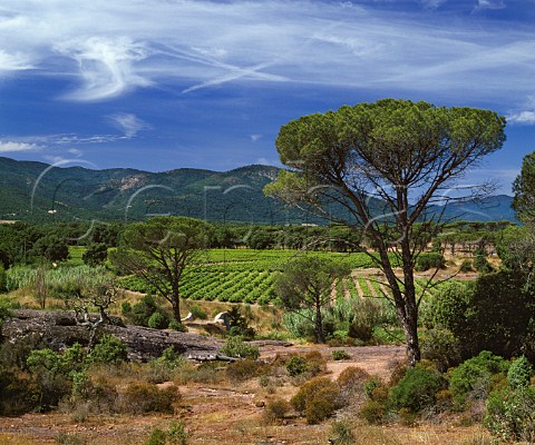 Vineyards and Mediterranean Pine with the Massif de   Maures beyond South of Vidauban Var France     Ctes de Provence