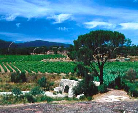 Vineyard and Mediterranean Pine by ancient bridge   with the Massif de Maures beyond   south of Vidauban Var France Cte de Provence