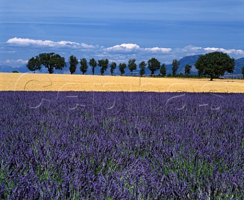 Lavender and barley fields near Riez  AlpesdeHauteProvence France
