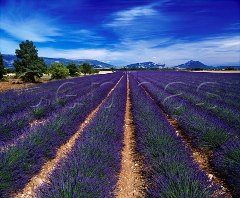 Lavender field near Puimoisson   AlpesdeHauteProvence
