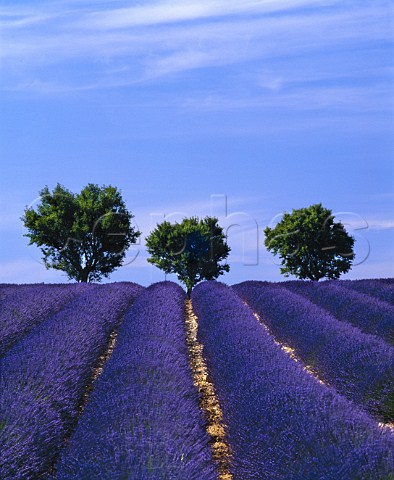 Lavender field and trees near Puimoisson   AlpesdeHauteProvence France