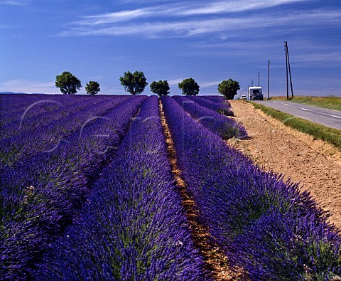 Lavender field with car passing on road   Near Puimoisson AlpesdeHauteProvence France