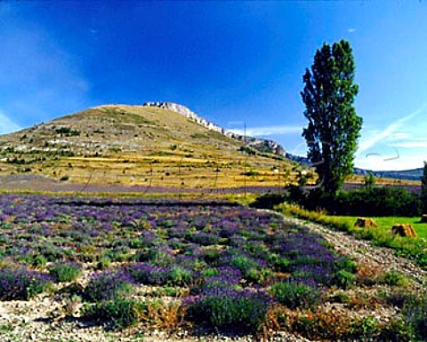 Lavender field Mevouillon Drme France RhneAlpes This is real lavender which only grows at thisaltitude above 2500 feet as opposed to the morecommon lavandin which grows at lower altitudes  Ithas mysteriously started to wither and die in recentyears