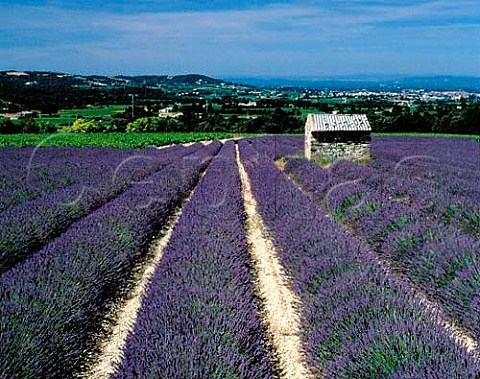 Lavender field with vineyard beyond   StPantalonlesVignes Drme France   Ctes du RhneVillages