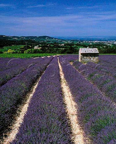 Lavender field with vineyard beyond   near StPantalonlesVignes Drme France   Ctes du RhneVillages