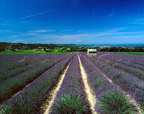 Lavender field with vineyard beyond   StPantalonlesVignes Drme France   Ctes du RhneVillages