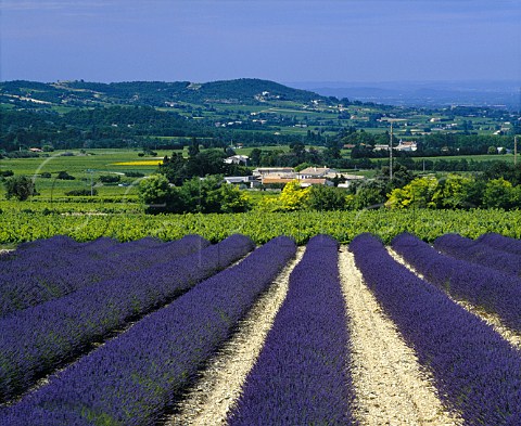 Lavender field and vineyard near   StPantalonlesVignes Drme France   Ctes du RhneVillages