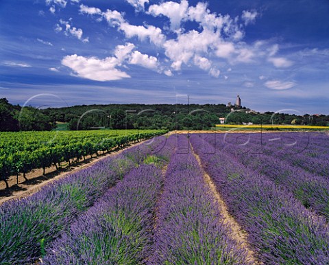 Lavender field and vineyard with village of Chamaret beyond Near Grignan Drme France GrignanLes Adhmar