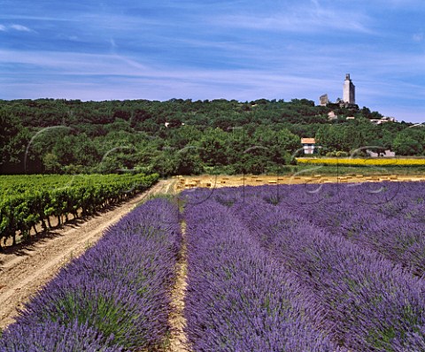 Lavender field alongside vineyard at Chamaret near Grignan Drme France  Coteaux du Tricastin