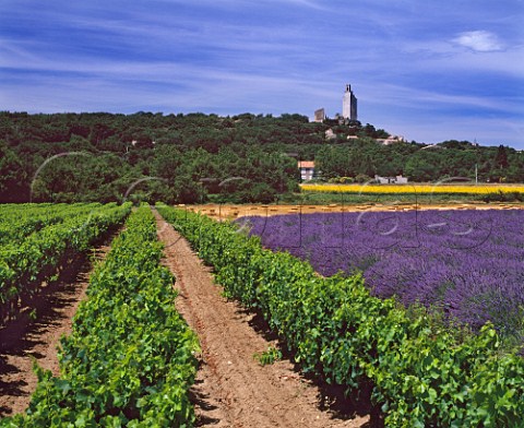 Vineyard and lavender field with village of Chamaret beyond Near Grignan Drme France  GrignanLes Adhmar