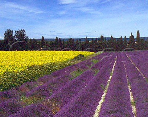 Lavender alongside field of sunflowers near   Grignan  Drme France  RhneAlpes