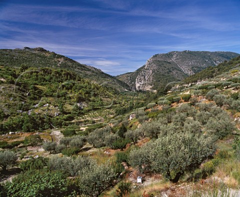 Olive grove in the Ouvze Valley near   BuislesBaronnies Drme France