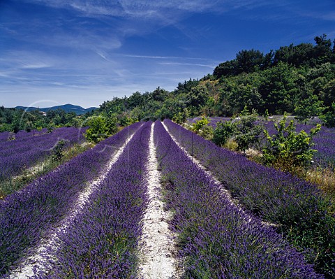 Field of lavender near Grignan Drme France  Coteaux du Tricastin
