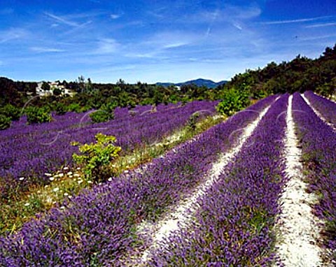 Field of lavender near Grignan  Drme France    RhneAlpes