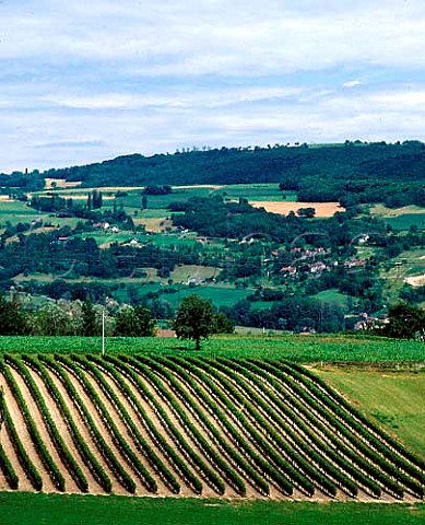Vineyards above the Rhne Valley at Seyssel   Ain near  HauteSavoie far France  AC Seyssel