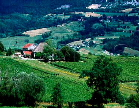 Vineyards above the Rhne Valley near  Seyssel Ain France Seyssel