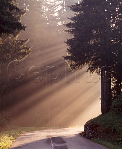 Sunlight shining through morning mist near Mijous in the Monts Jura Ain France  Parc Naturel Rgional Du Haut Jura