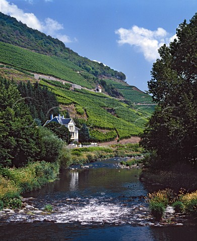 The hill of Rangen above the River Thur   The vineyard  Clos StUrbain  is owned by   ZindHumbrecht and is famous for its Riesling   Thann HautRhin France     Alsace