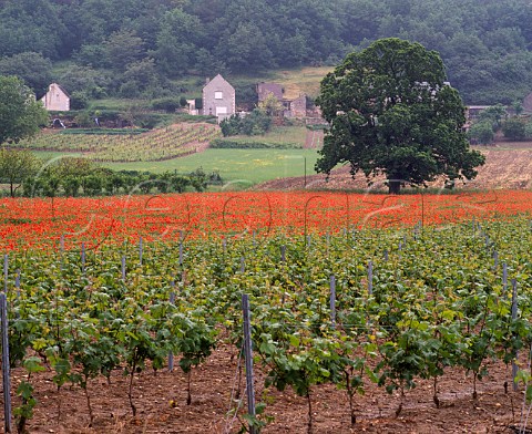 Cabernet Franc vineyards and poppies near Panzoult   IndreetLoire France    AC Chinon