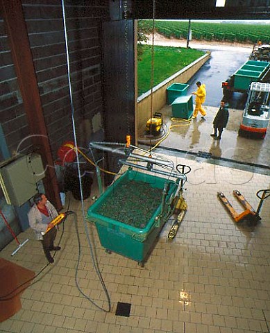 Harvested Sauvignon Blanc grapes arriving at the   gravityfed winery of Didier Dagueneau    StAndelain Nivre France   AC PouillyFum