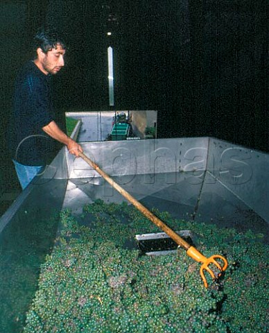 Harvested Sauvignon Blanc grapes in the gravityfed   winery of Didier Dagueneau Les Berthiers Nivre   France      AC PouillyFum