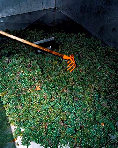 Harvested Sauvignon Blanc grapes at the gravityfed   winery of Didier Dagueneau Les Berthiers near   PouillysurLoire France  AC PouillyFum