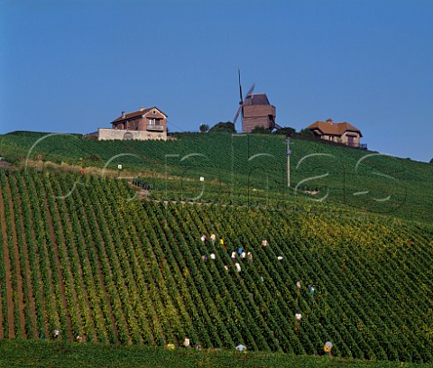 Harvesting Pinot Noir grapes in vineyard below the Moulin de Verzenay on the Montagne de Reims Marne France Champagne